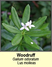 woodruff,sweet (lus moileas)