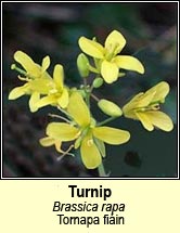 turnip,wild (tornapa fiin)(tornapa fiin)