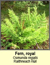 fern,royal (raithneach ril)