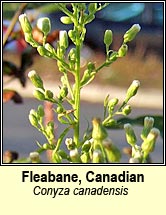 fleabane,canadian