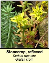 stonecrop,reflexed (grafn crom)