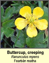 buttercup,creeping (fearbn reatha)