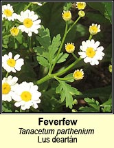 feverfew (lus deartn)