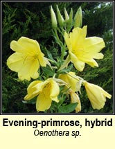 evening primrose, hybrid