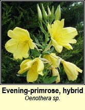 evening-primrose,common (coinneal oiche)