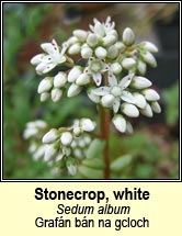 stonecrop,white (grafn bn na gcloch)