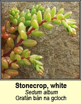 stonecrop,white (grafn bn na gcloch)