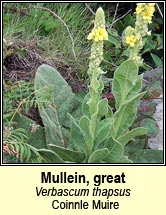 mullein,greater (coinnle muire)