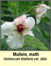 mullein,moth