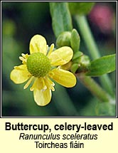 buttercup,celery-leaved (toircheas fiin)