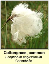 cottongrass,common (ceannbhn)