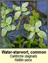water-starwort,common (riltn uisce)