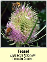 teasel (leadn caire)