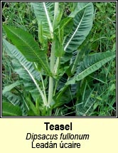 teasel (leadn caire)