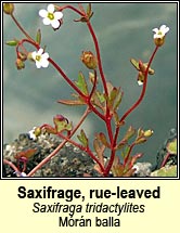 saxifrage,rue-leaved (mrn balla)