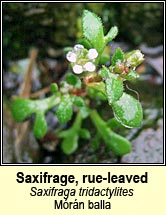 saxifrage,rue-leaved (mrn balla)