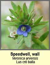 speedwell,wall (lus cre balla)