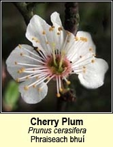 cherry plum