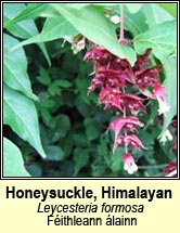 honeysuckle,himalayan (fithleann lainn)