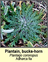 plantain,bucks-horn (adharca fia)