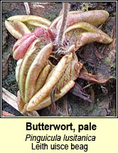 butterwort,pale (leith uisce beag)