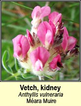 vetch,kidney (mara muire)