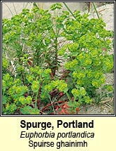 spurge,portland (spuirse ghainimh)