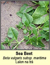 sea beet (laon na tr)