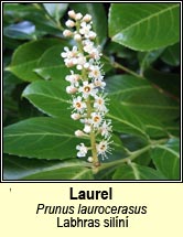 laurel (labhras siln)