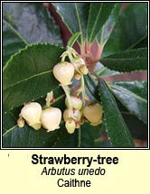 strawberry-tree (caithne)