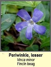 periwinkle,lesser (Fincn beag)