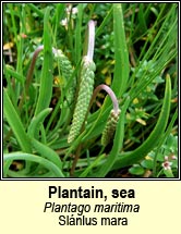 plantain,sea (slnlus mara)