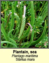 plantain,sea (Slnlus mara)