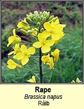 rape,wild (tornapa rib)