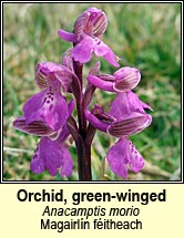 orchid,green-winged (magairln fitheach)