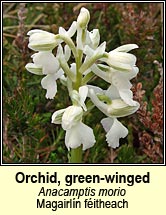 orchid,green-winged (magairln fitheach)