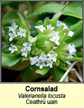 cornsalad (ceathr uain)