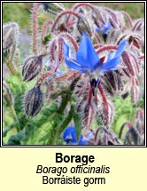 borage (borriste gorm)