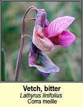 vetch,bitter (corra meille)