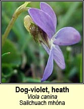 violet,heath dog-violet (sailchuach mhóna)