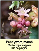 pennywort,marsh (lus na pingine)