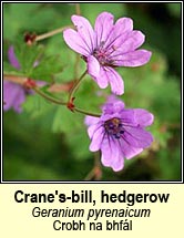 cranesbill,hedgerow (crobh na bhfál)