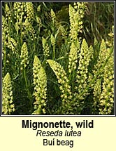 Mignonette, wild, Bu beag