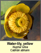 water lily,yellow (cabhn abhann)