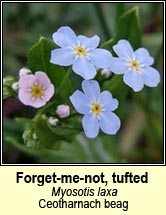 forget-me-not,tufted (ceotharnach beag)