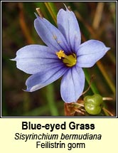 blue-eyed-grass (feilistrín gorm)