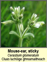 mouse-ear,sticky (cluas luchige ghreamaitheach)
