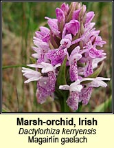 orchid,marsh,western (magairln gaelach)