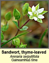 sandwort,thyme-leaved (gaineamhlus tme)