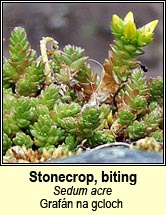 stonecrop,biting (grafn na gcloch)